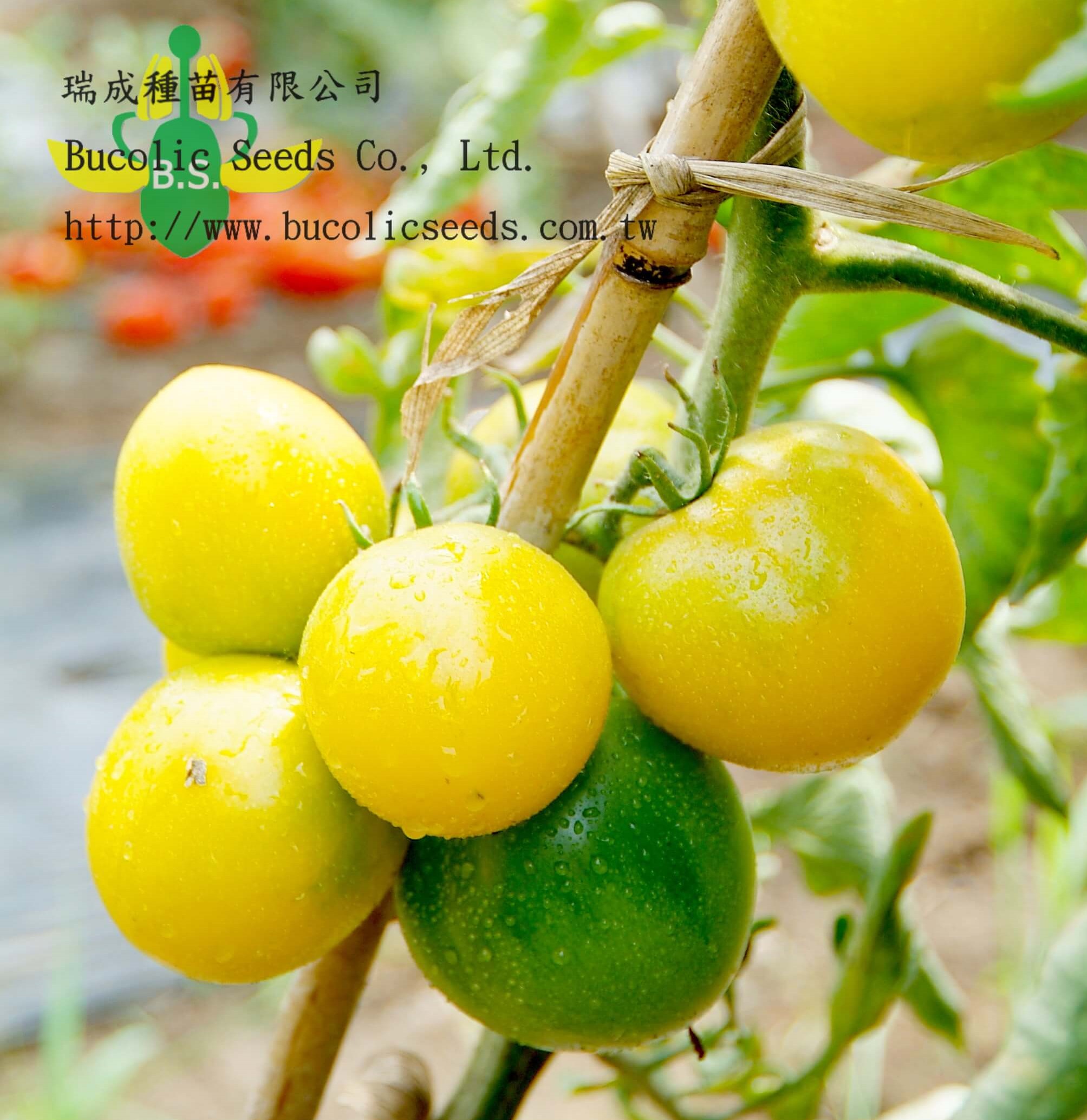 Tomato 384 - Tomato 384